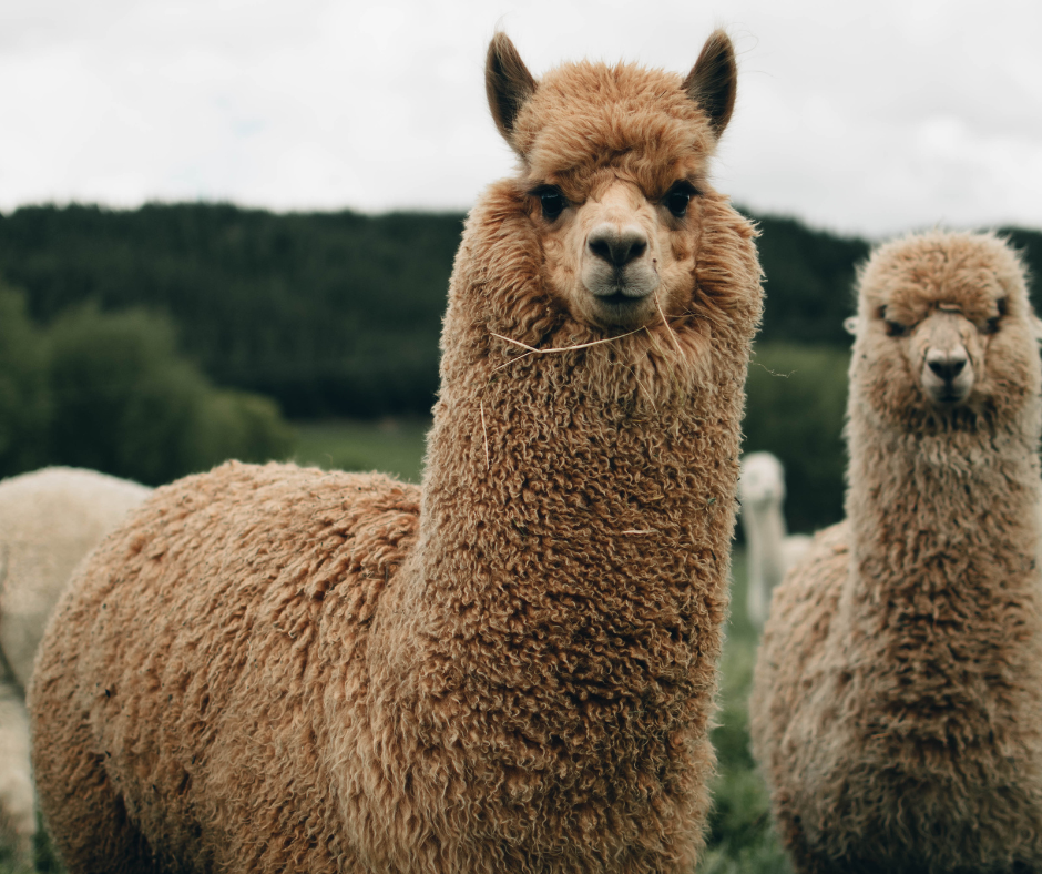 Which of these is Llama?